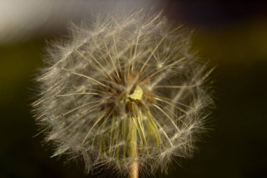 Karahindiba güneş zemin karşı alanında. Güneş ışınları bir karahindiba geçti. Çim izole karahindiba. 