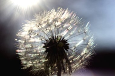 Karahindiba güneş zemin karşı alanında. Güneş ışınları bir karahindiba geçti. Çim izole karahindiba. 