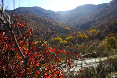 Güzel sonbahar orman. Güzel sonbahar doğa. Kırmızı ve sarı renklerde manzara. Güneşli havalarda sonbaharda ormandaki ağaçlar. 