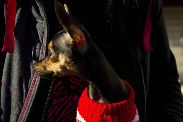 Kızı küçük bir köpek tutar. Kız doğası üzerine bir aile içi küçük köpek ile oynuyor. Bir kız açık havada güneşli bir günde köpeğiyle oturuyor. Sıcak net gün, köpek yürüyüş. 