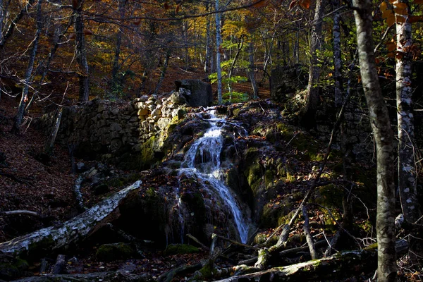 Şelale sonbahar ormanında. Kuru ağaçlar, yeşil yosun ve temiz su şelale ince akarsu. Sessiz ıssız sonbahar orman ve şelale. 