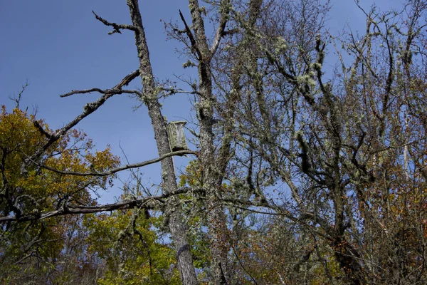 Ormanın içinde iç içe geçmiş kutusu terk edilmiş. Sonbaharda ormandaki ağaçlar ile parlak kırmızı ve sarı bırakır. Ormanda bir ağaç üzerinde bir kuş yuvası ve sonbahar. 