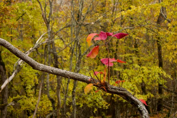 Bella Foresta Autunnale Bella Natura Autunnale Paesaggio Nei Colori Rosso — Foto Stock