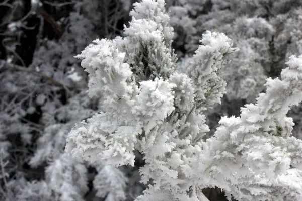 Doğal, kış orman. Kış güzel doğada. Karda kefen ormandaki ağaçlar. Kar kaplı ağaçlar ve ormandaki çam. 