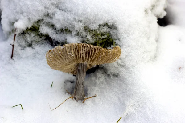 Текстурированный Гриб Снегу Зимнем Лесу Природа Грибок Инее Зимой Лесу — стоковое фото