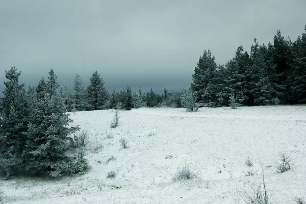 Doğal, kış orman. Kış güzel doğada. Karda kefen ormandaki ağaçlar. Kar kaplı ağaçlar ve ormandaki çam. 