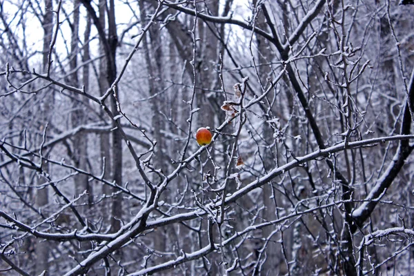 Doğal, kış orman. Kış güzel doğada. Karda kefen ormandaki ağaçlar. Kar kaplı ağaçlar ve ormandaki çam. 