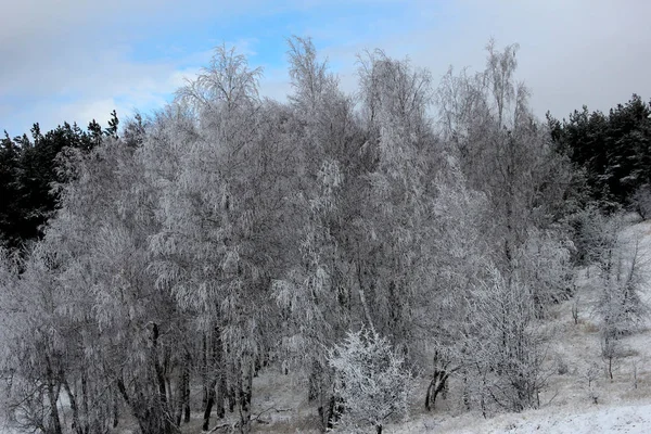 Doğal, kış orman. Kış güzel doğada. Karda kefen ormandaki ağaçlar. Kar kaplı ağaçlar ve ormandaki çam. 