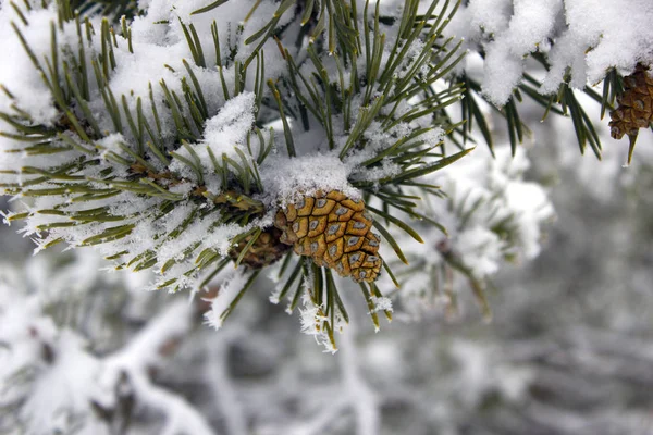 Vackra Vinter Skog Vackra Naturen Vintern Träden Skogen Höljd Snö — Stockfoto