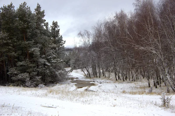Doğal, kış orman. Kış güzel doğada. Karda kefen ormandaki ağaçlar. Kar kaplı ağaçlar ve ormandaki çam. 