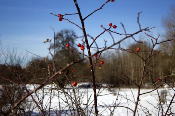 Bitkiler karlı ormanın içinde. Kırmızı meyveler ve kar örtüsü zemin karşı kışın karlı bir kış çim ormanın içinde. Kuşburnu ve çim kış karla kaplı. 