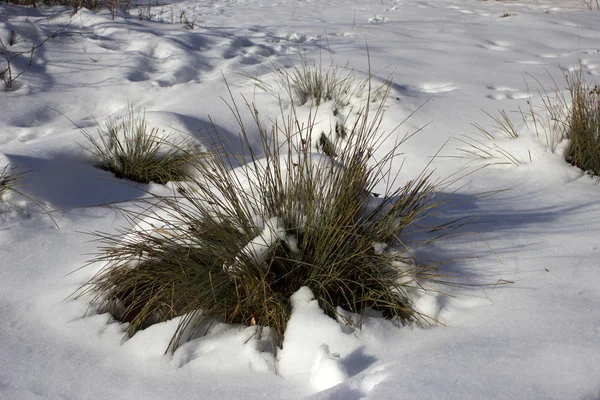 Bitkiler karlı ormanın içinde. Kırmızı meyveler ve kar örtüsü zemin karşı kışın karlı bir kış çim ormanın içinde. Kuşburnu ve çim kış karla kaplı. 
