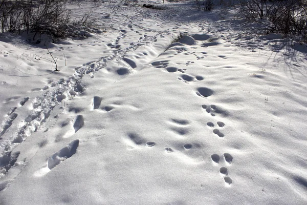 Vahşi hayvanlar ormandaki karda izleri. Kışın karlı ormandaki ayak izleri. Kışın karlı ormandaki hayvanlar sol izlemeler. 