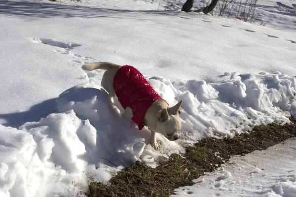 Eve köpek kış orman içinde. Küçük köpek yalnız karda yürür. Aile içi bir köpek beyaz bir arka plan doğa üzerinde karda yürür. 