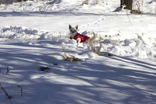 Chien Maison Dans Forêt Hiver Petit Chien Marche Seul Dans — Photo