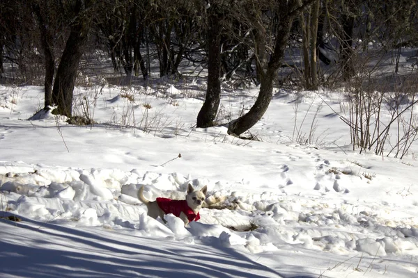 Home dog in the winter forest. The little dog walks alone in the snow. On a white background in the snow on nature a domestic dog walks.