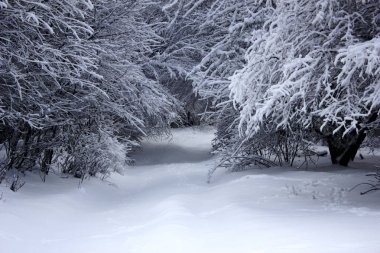 Güzel kış orman içinde belgili tanımlık kar. Karlı kış ıssız bir ormanda. Karlı kış manzara doğa orman. 