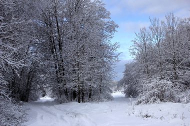 Güzel kış orman içinde belgili tanımlık kar. Karlı kış ıssız bir ormanda. Karlı kış manzara doğa orman. 