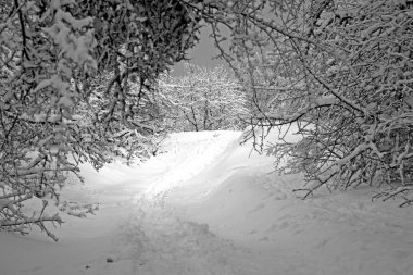 Güzel kış orman içinde belgili tanımlık kar. Karlı kış ıssız bir ormanda. Karlı kış manzara doğa orman. 