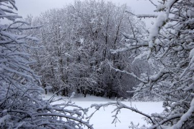 Güzel kış orman içinde belgili tanımlık kar. Karlı kış ıssız bir ormanda. Karlı kış manzara doğa orman. 