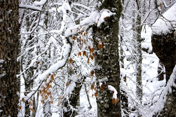 Piękny Zimowy Las Śniegu Śnieżna Zima Opuszczonym Lasu Scenic Natura — Zdjęcie stockowe