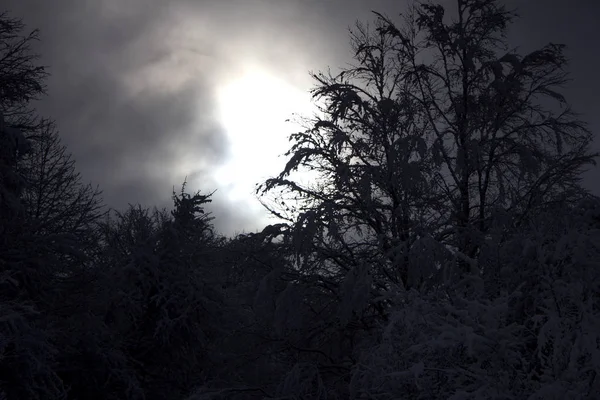 Güzel kış orman içinde belgili tanımlık kar. Karlı kış ıssız bir ormanda. Karlı kış manzara doğa orman. 