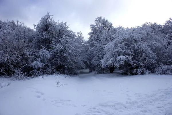 Güzel kış orman içinde belgili tanımlık kar. Karlı kış ıssız bir ormanda. Karlı kış manzara doğa orman. 