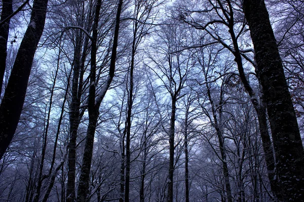 Belle Forêt Hiver Dans Neige Hiver Enneigé Dans Une Forêt — Photo
