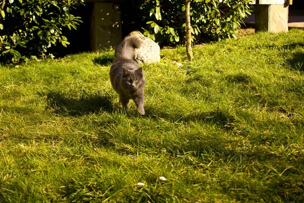 Gato Doméstico Camina Sobre Hierba Verde Parque Gato Peludo Doméstico — Foto de Stock