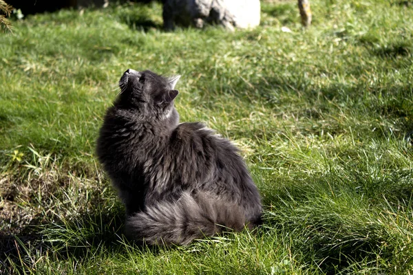 Gato Doméstico Camina Sobre Hierba Verde Parque Gato Peludo Doméstico — Foto de Stock