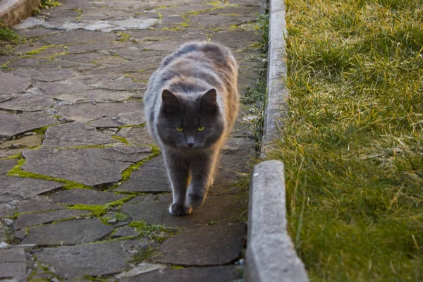 国内猫走在公园的绿草上 在晴朗的阳光明媚的天气里 家养的毛绒绒的猫喜欢吃绿草 — 图库照片