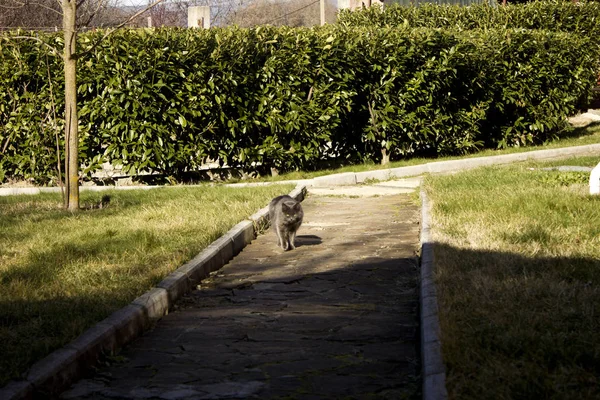 国内猫公園で緑の草の上を歩きます 晴れた天気で散歩に緑の芝生を楽しむ国内ふわふわ猫 — ストック写真