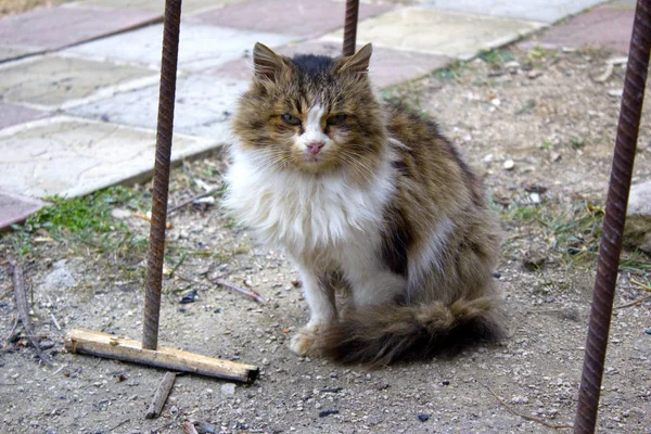 通りの猫は 路上で生き残る 空腹の猫が通りにアスファルトの上に座っている間与えられる彼を待っています 猫の美しい緑色の瞳 — ストック写真