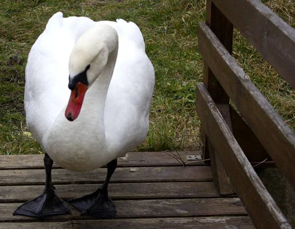 Yapay bir göl kıyısında beyaz kuğu. Kuğu zarif kuşlar gölün temiz su üzerinde yüzmek. 