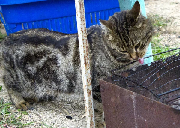 Gato Callejero Sobrevive Calle Gato Hambriento Está Esperando Que Alimenten — Foto de Stock