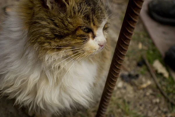 Straßenkatze Überlebt Auf Der Straße Eine Hungrige Katze Wartet Auf — Stockfoto