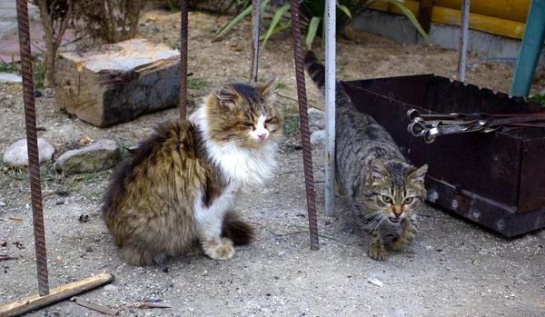 Gato Callejero Sobrevive Calle Gato Hambriento Está Esperando Que Alimenten — Foto de Stock