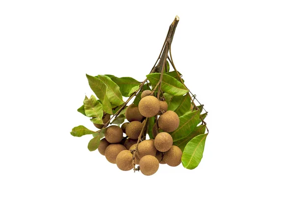 Beyaz Tarafsız Arkaplan Üzerine Logan