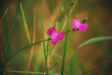 Lily çiçekler, marsh çiçekler, orman çiçekler.