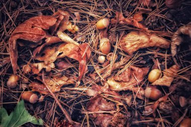 meşe yaprağı ve meyve görüntü ile masaüstü ekran koruyucu