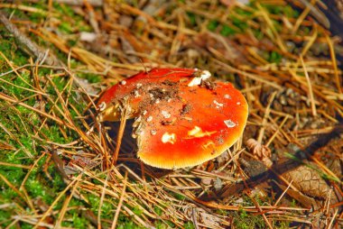 makro fotoğrafçılık, makro çekim yenilebilir ve yenilebilir olmayan orman mantar.