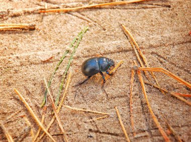 sonbahar manzara - orman, kuş yuvası, karınca yuvası, böceği, meyve
