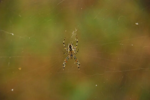örümcek yakın kadar makro, Fotoğrafçılık, makro çekim