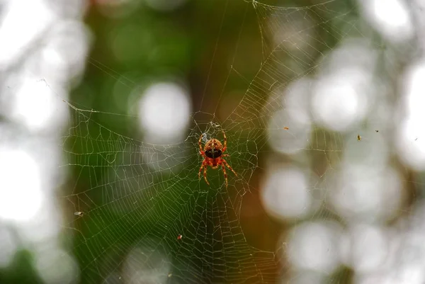 örümcek yakın kadar makro, Fotoğrafçılık, makro çekim