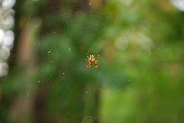 Spinne Aus Nächster Nähe Makro Fotografie Makroaufnahme — Stockfoto