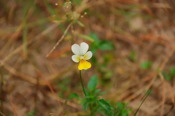 Lily çiçekler, marsh çiçekler, orman çiçekler.