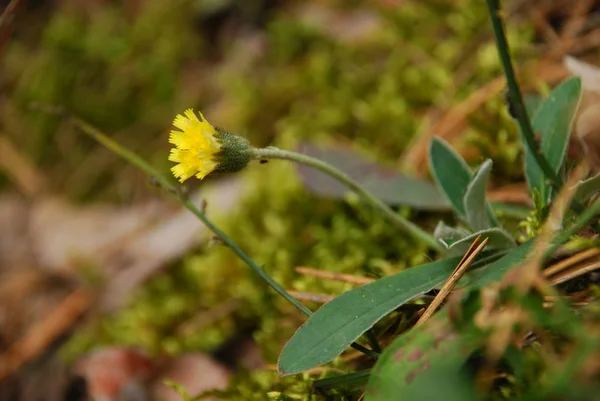 Lily çiçekler, marsh çiçekler, orman çiçekler.