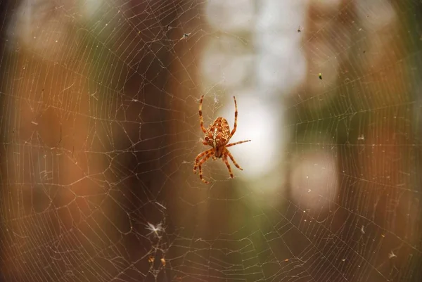 örümcek yakın kadar makro, Fotoğrafçılık, makro çekim