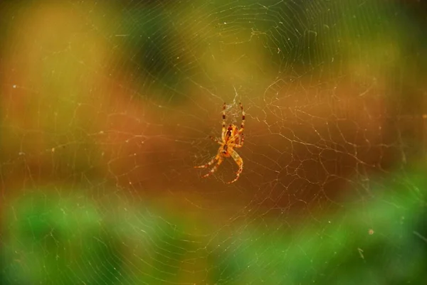 Spinne Aus Nächster Nähe Makro Fotografie Makroaufnahme — Stockfoto