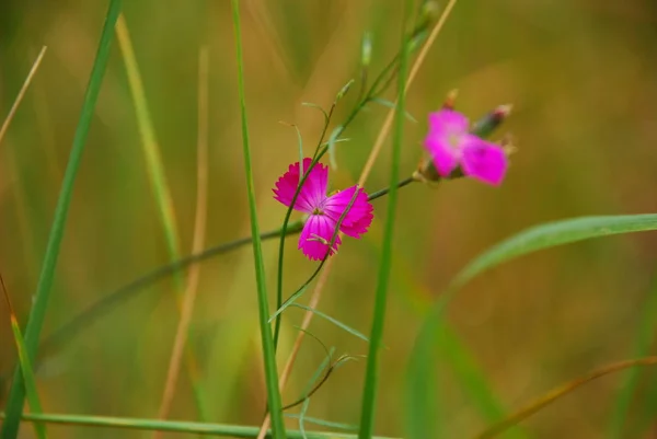 Lily çiçekler, marsh çiçekler, orman çiçekler.
